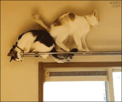 cat fail GIF