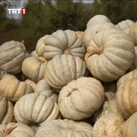 Pumpkin Farmer GIF by TRT