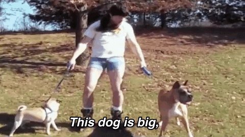 dog GIF by The Ed Bassmaster Show
