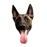 onthemarkbalancedtraining shepherd malinois balanceddog balanceddogtraining Sticker