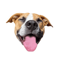 onthemarkbalancedtraining balanceddog balanceddogtraining balanced training balanced dog training Sticker