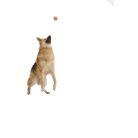 dog fetch Sticker by DCTK9