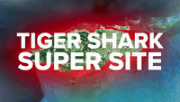 Tiger Shark Super Site