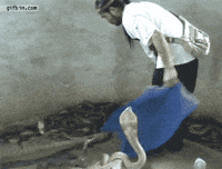 tch GIF