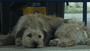 Mark Wahlberg Dog GIF by Lionsgate