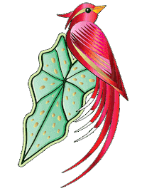 Amazonas Sticker