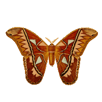 Fly Butterfly Sticker by babywild
