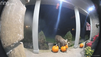 Deer Eats Decorative Pumpkin Sitting on Porch 