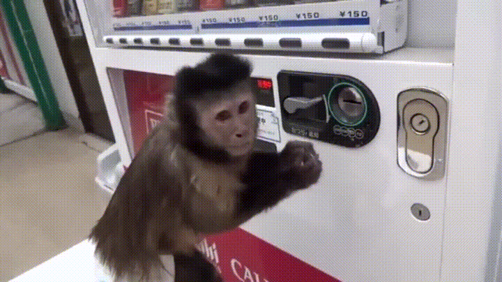 monkey soda GIF