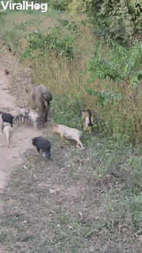 Monkey Rides on Piglet's Back 