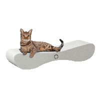 Cat Sticker by CanadianCat