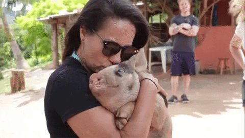pig love GIF by Mercy For Animals
