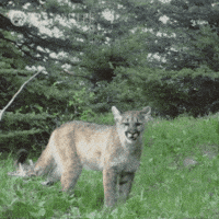 Explore Mountain Lion GIF by Nature on PBS