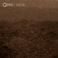 Pbs Nature Bat GIF by Nature on PBS