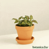 Happy Dance GIF by botanica.Bar