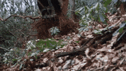 Operator Excavator GIF by JC Property Professionals
