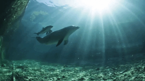baby dolphins GIF by Dolphin Discovery
