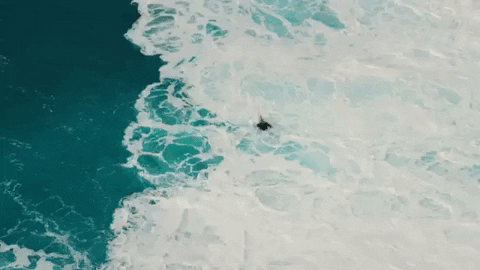 surfing hawaii GIF