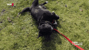 tsez tierschutz GIF by WDR