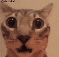 Surprised Cat GIF