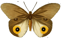 Bug Mariposa Sticker by babywild