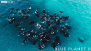 gather together blue planet GIF by BBC Earth