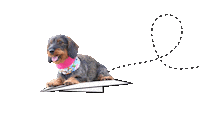 dog flying Sticker by Tales&Tails