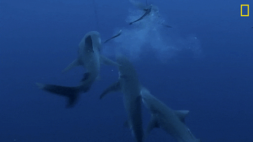 Nat Geo Swimming GIF by National Geographic Channel