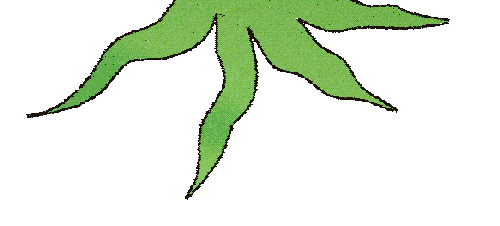 Plante Sticker by Marie Spénale