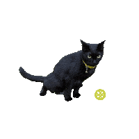 Pickleball Smash Sticker by Pickle Social Club
