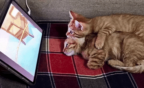 Cat Cuddles GIF by Andi