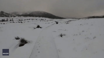 Wombat Scampers Along With Runner in Tasmanian Snow