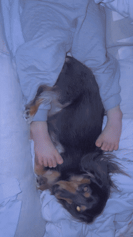 cuteanimalland giphyupload GIF