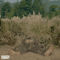 Jesse Eisenberg Bigfoot GIF by Bleecker Street