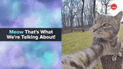 International Cat Day Cats GIF by BuzzFeed