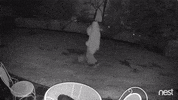 night fever dancing GIF by Nest