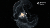 comb jelly rainbow GIF by Monterey Bay Aquarium