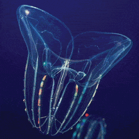 Comb Jelly Rainbow GIF by Monterey Bay Aquarium