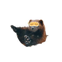 TierparkSababurg tired sleepy zoo wolverine Sticker