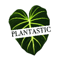 plantastic_ug_ green plant plants monstera Sticker