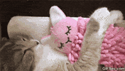 Cat Kitty GIF