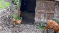 Bouncy Baby Antelope Makes New Friend at Jacksonville Zoo