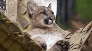 Oakland Zoo Mountain Lion Cub Relaxes With Some 'Hammock Time'