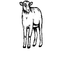 Craft Beer Sticker by Pivovar Muflon