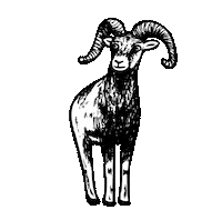 Craft Beer Sticker by Pivovar Muflon