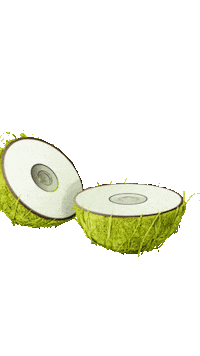 Coconut Piknicelectronik Sticker by C3 Concerts