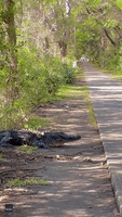 Alligator Lumbers Across Road at South Carolina Park