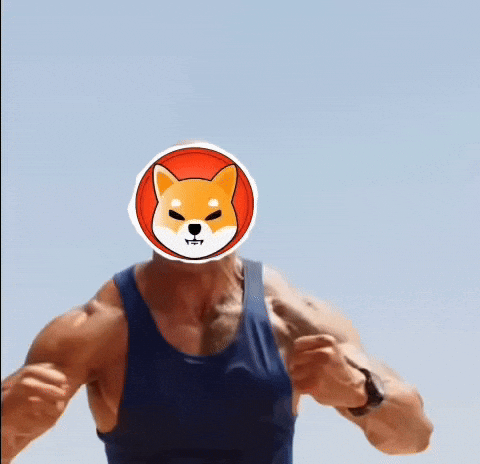 Shiba GIF by SHIB MEMES