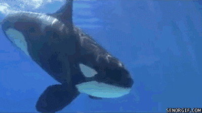 killer whales kids GIF by Cheezburger
