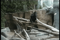 go away finger GIF by AFV Pets